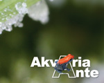 Akvariaante
