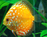 vivarium